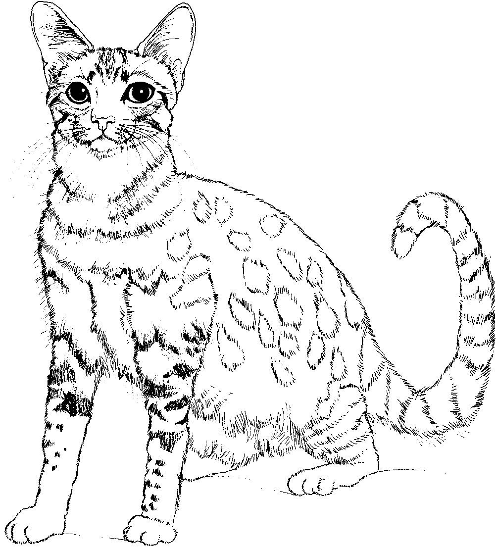Coloring Pages For Kids Cat
 Cats to color for kids Cats Kids Coloring Pages