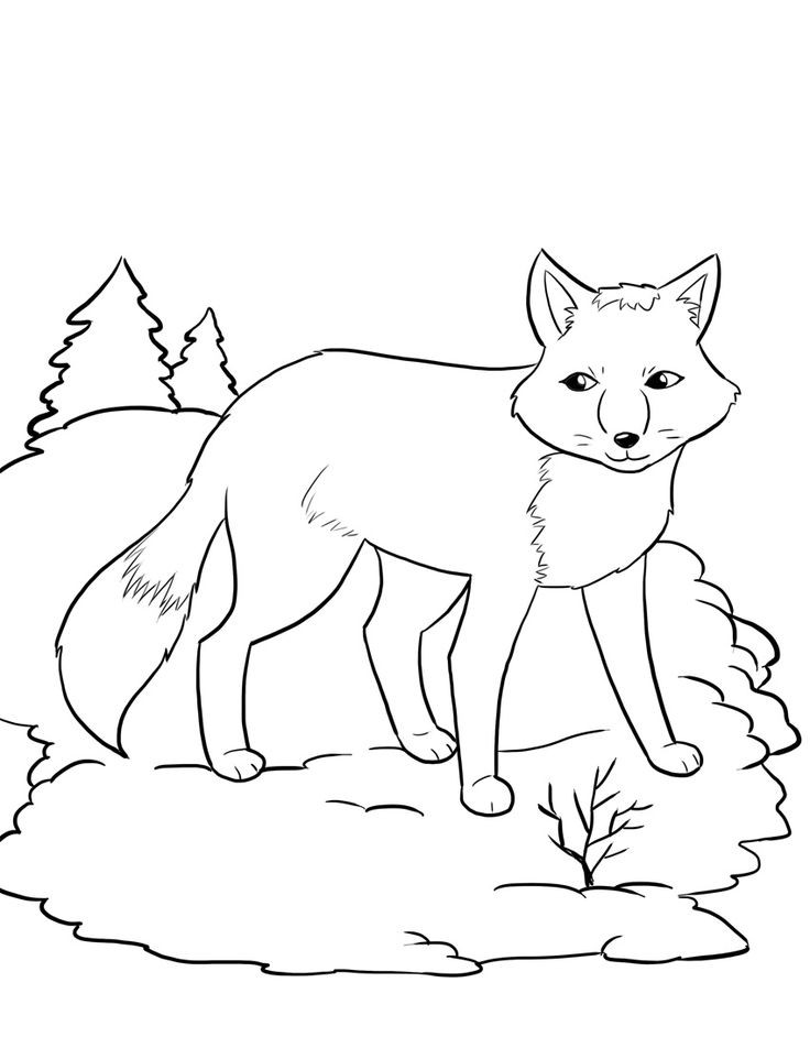 Coloring Pages For Kids Fox
 FREE Artic Fox Coloring Page for Kids winter coloring