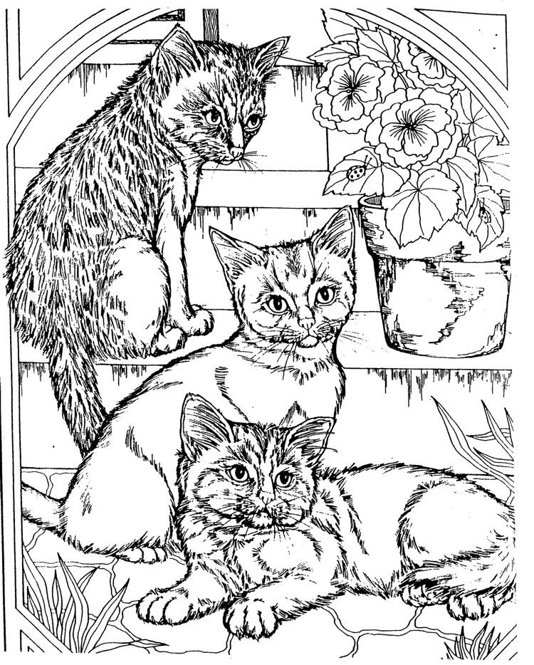 Cool Boys Coloring Pages
 3 cute kitten Cool Coloring Pages