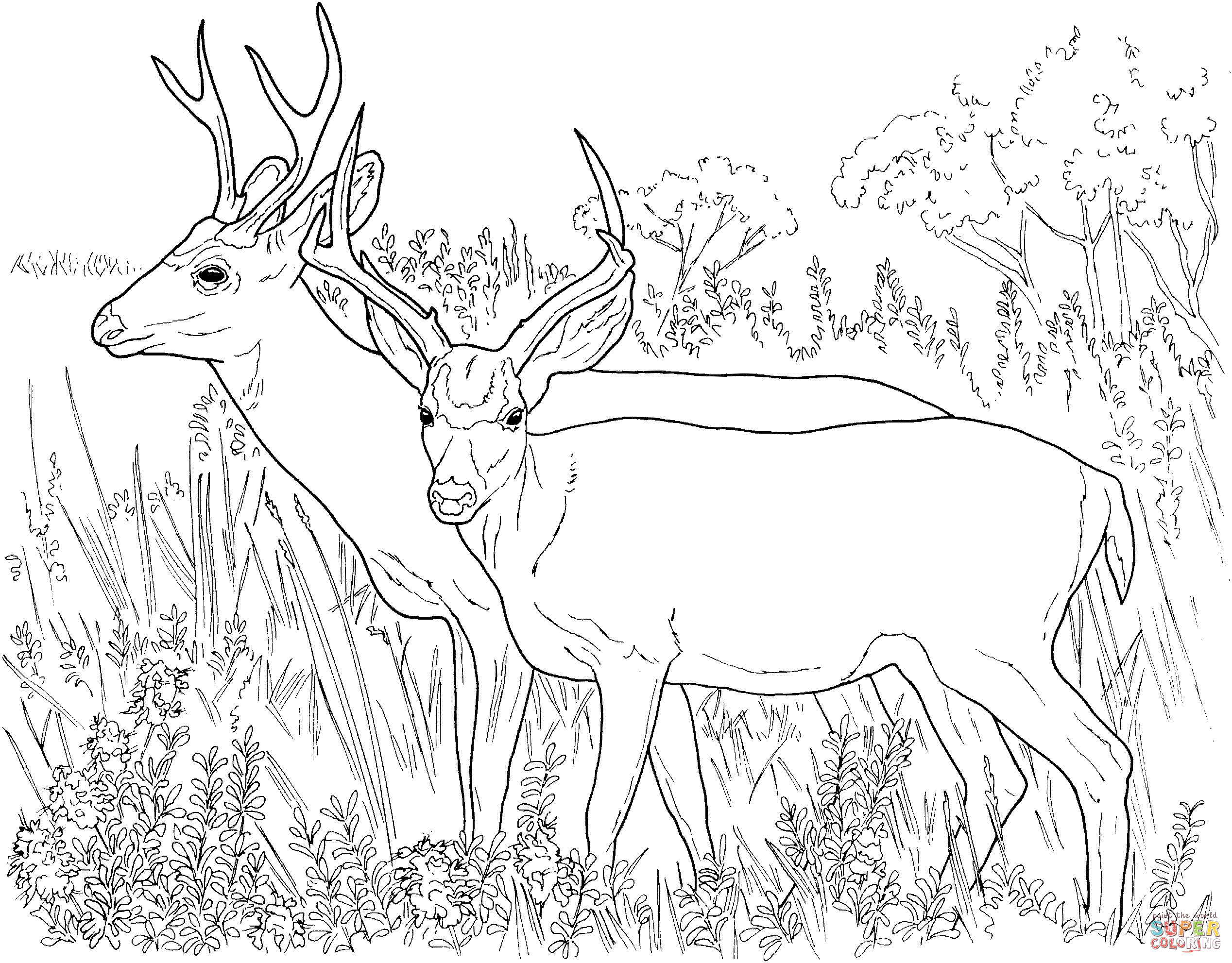 Deer Coloring Pages For Adults
 Two White Tailed Deers coloring page