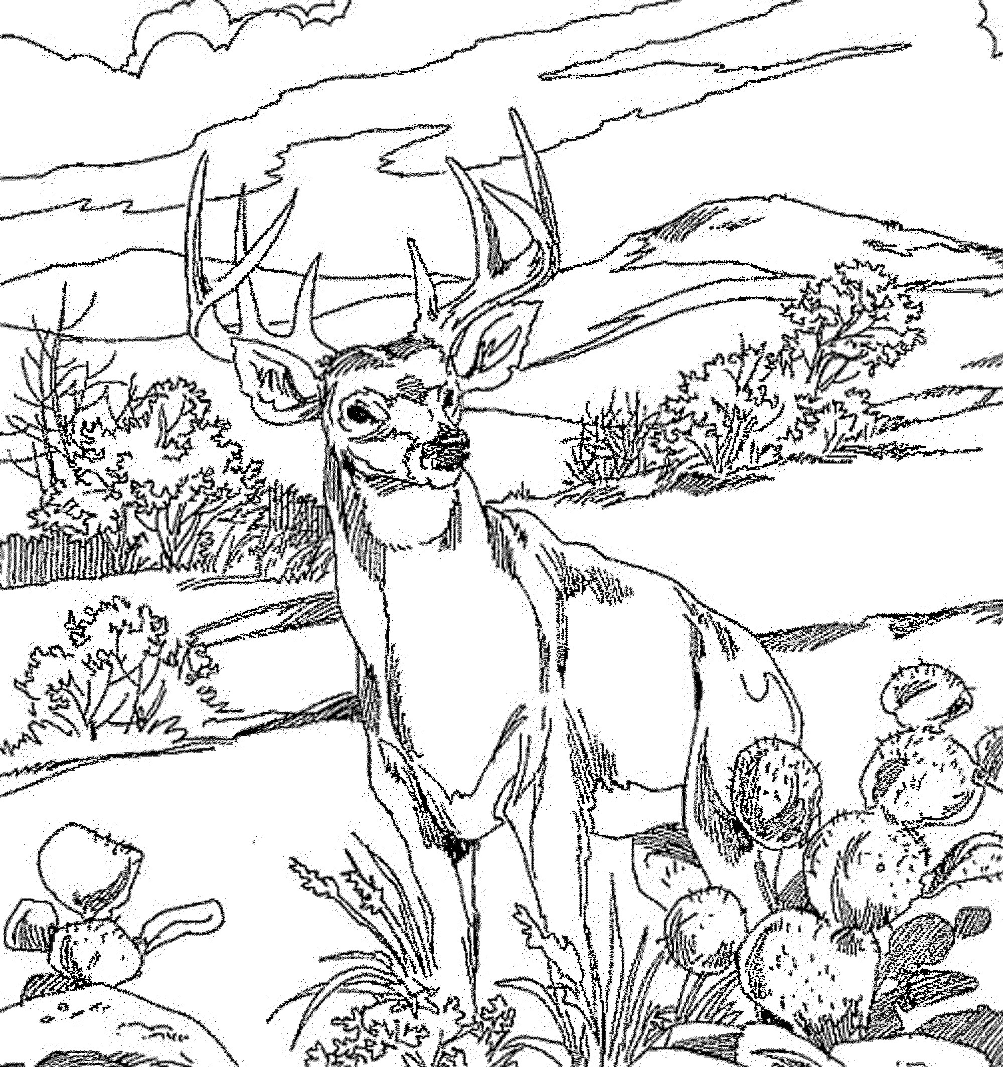 Deer Coloring Pages For Adults
 Coloring Pages For Kids Deer Coloring Home