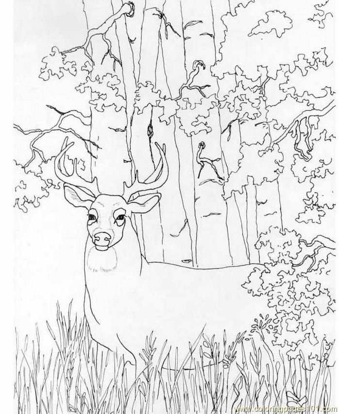 Deer Coloring Pages For Adults
 Whitetail Deer Coloring Page Free Deer Coloring Pages