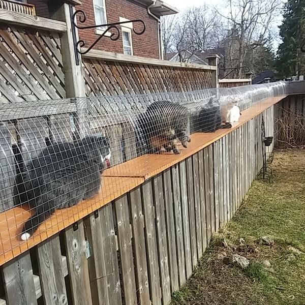 DIY Cat Outdoor Enclosures
 Another awesome outdoor cat enclosure Cuckoo4Design