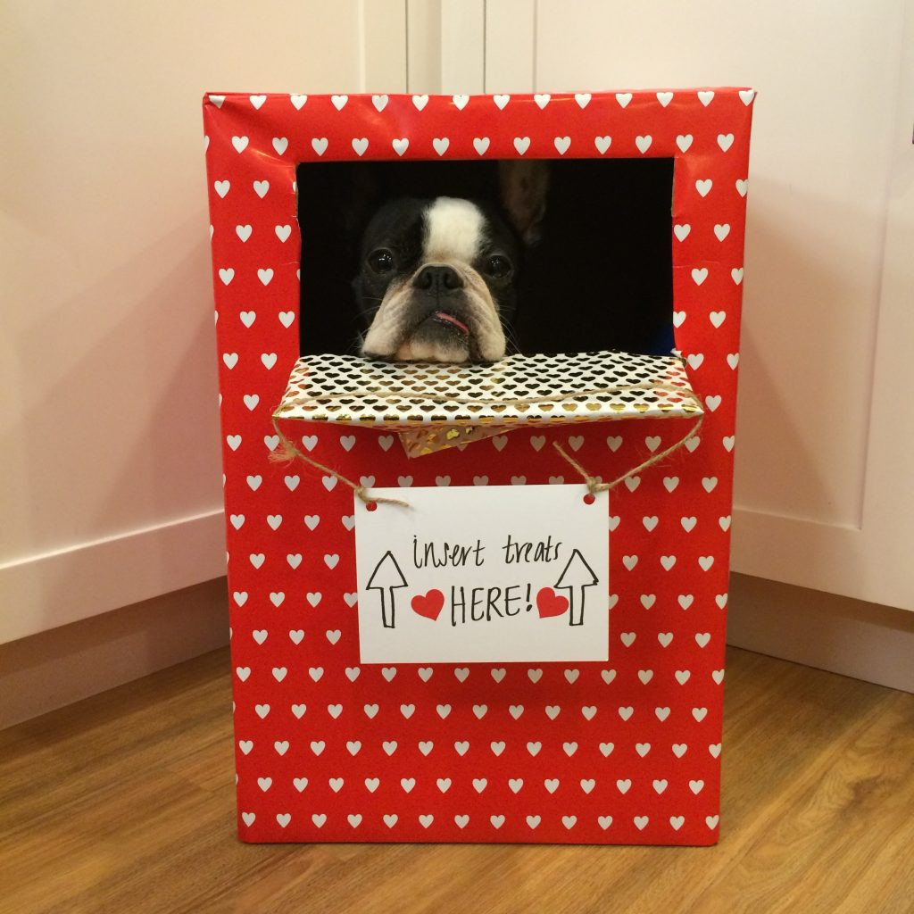 DIY Dog Boxes
 We Tried 9 DIY Valentine s Crafts with Our Dogs—Here s
