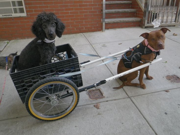 DIY Dog Cart
 25 best images about Urban Mushing Dog Pull Sled or