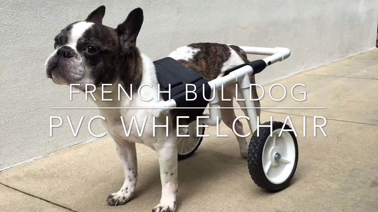 DIY Dog Cart
 DIY French Bulldog PVC Dog Wheelchair