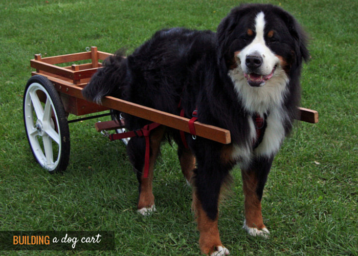 DIY Dog Cart
 Why Not Build a Dog Cart Puppy Leaks