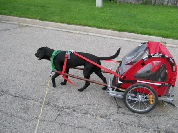 DIY Dog Cart
 DIY dog pull cart made out of a folding bicycle trailer 6