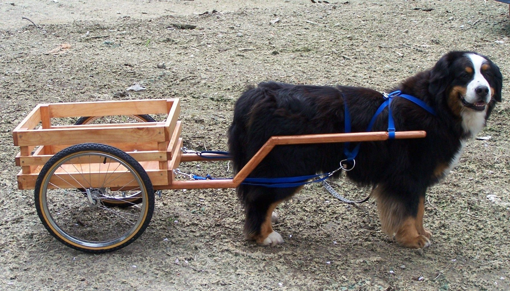 DIY Dog Cart
 Dog Carts