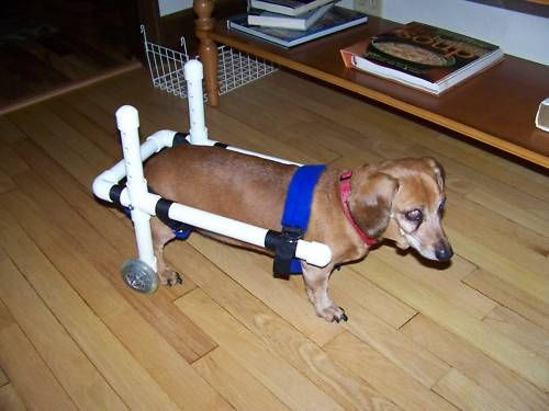 DIY Dog Cart
 Dog Wheelchair Dachshund WheelChairs small dog