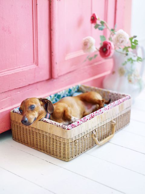DIY Dog Cot
 19 Adorable DIY Dog Beds How to Make a Cute & Cheap Pet Bed