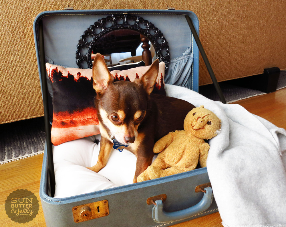 DIY Dog Furniture
 DIY Vintage Suitcase Dog Bed