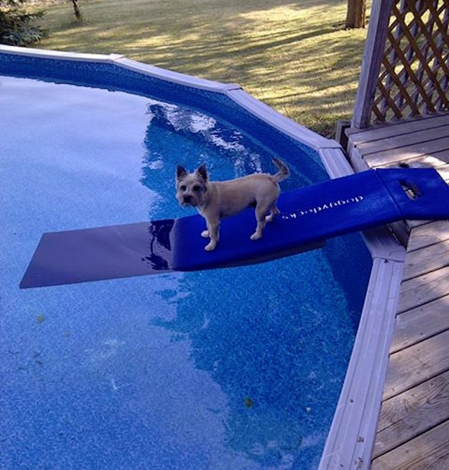 DIY Dog Ramp For Above Ground Pool
 Pet Pool Ramps Goldenacresdogs