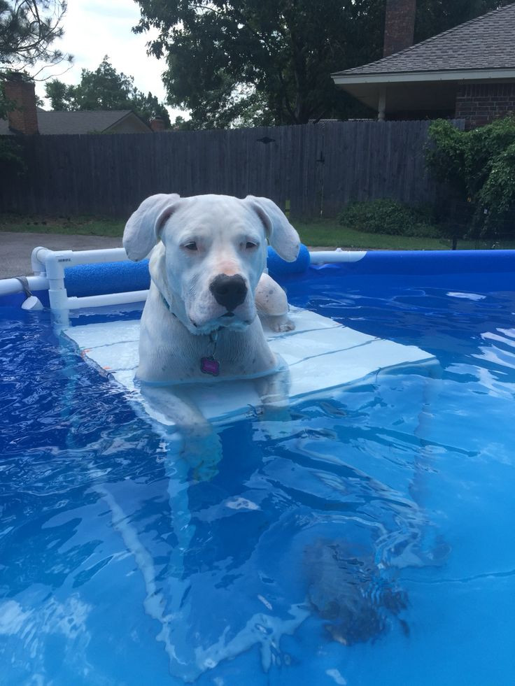 DIY Dog Ramp For Above Ground Pool
 58 best images about Pool Steps and Ladders on Pinterest