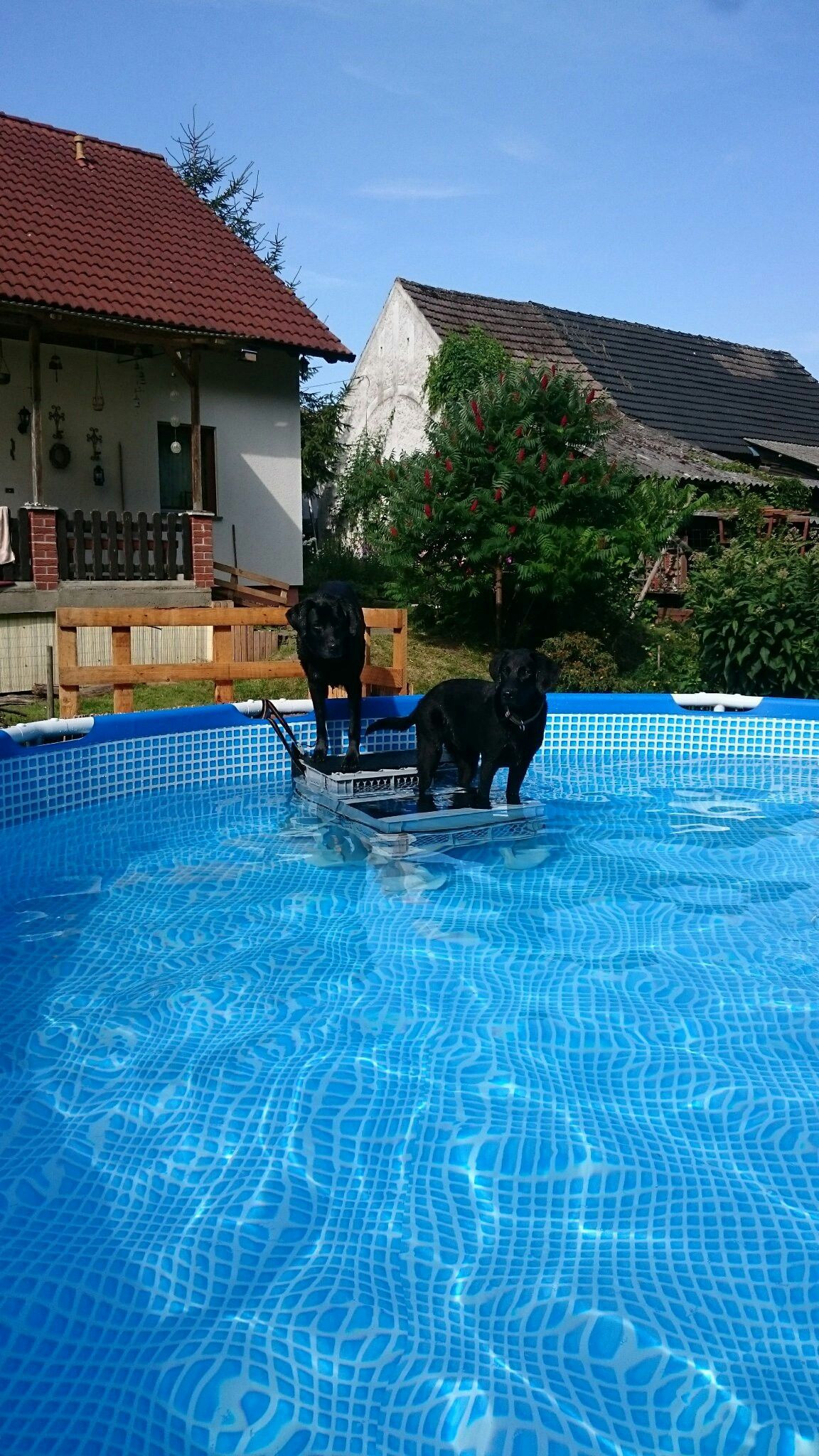 DIY Dog Ramp For Above Ground Pool
 Diy Home Solar Kits