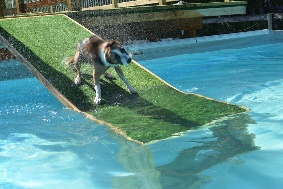 DIY Dog Ramp For Above Ground Pool
 Pet Pool Ramps Goldenacresdogs