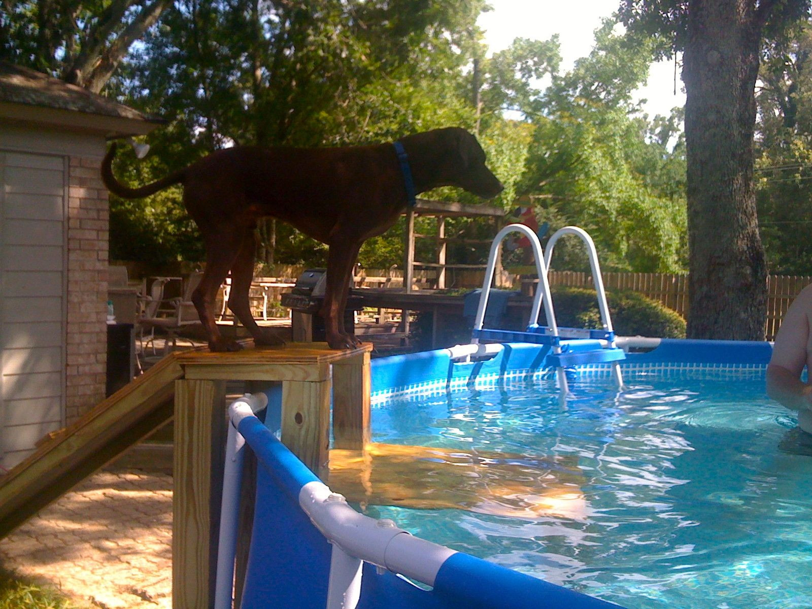 DIY Dog Ramp For Above Ground Pool
 Unique dog ramp for above ground swimming pool 2 in 2019
