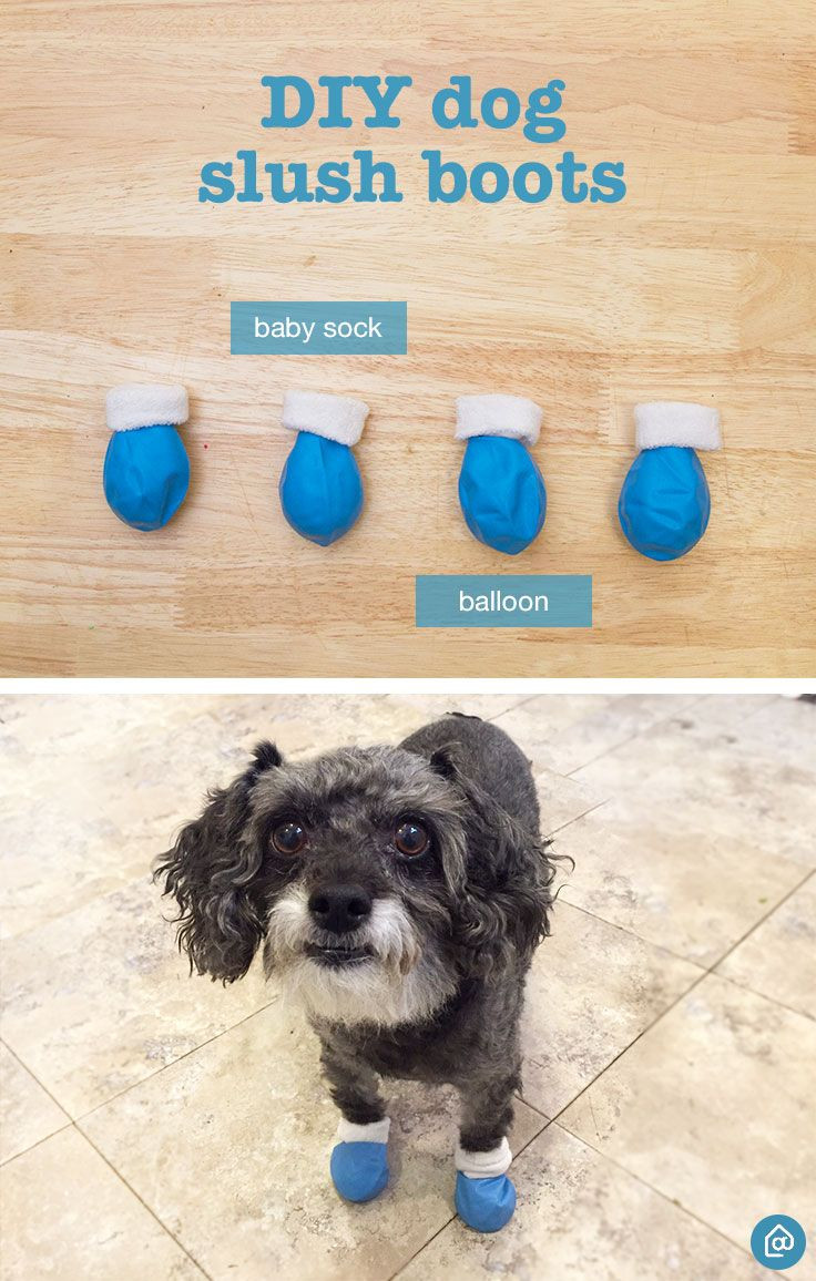 DIY Dog Shoes
 9 Tips For Pet Proofing Your Home