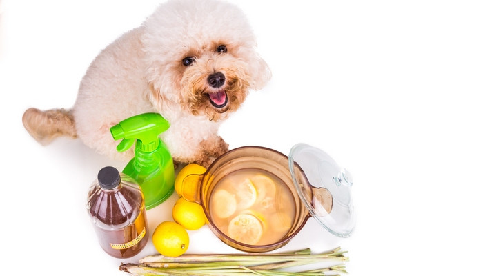 DIY Dog Spray
 How to Make Homemade Flea Spray for Dogs 3 Recipes