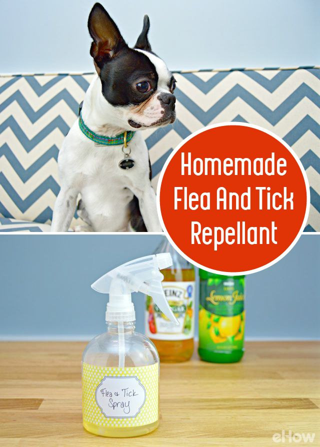DIY Dog Spray
 How to Make a Homemade Flea and Tick Repellent
