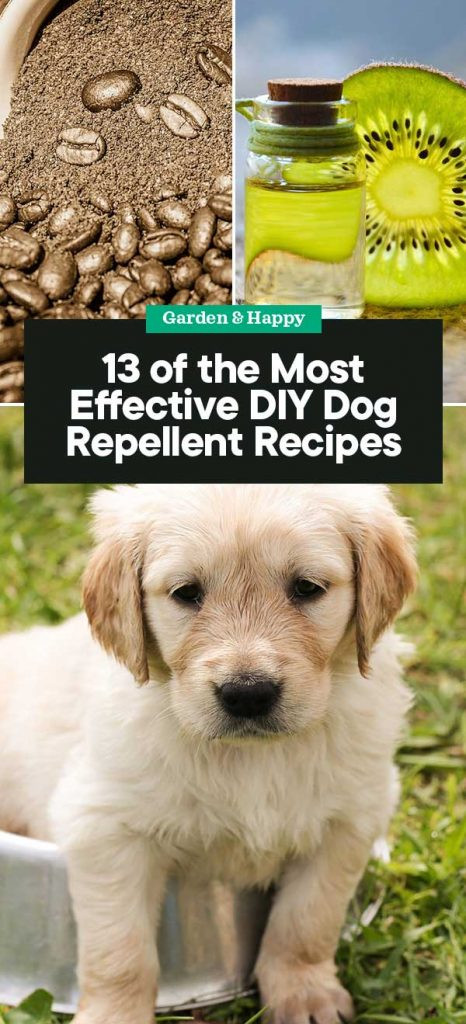 DIY Dog Spray
 13 of the Most Effective DIY Dog Repellent Recipes