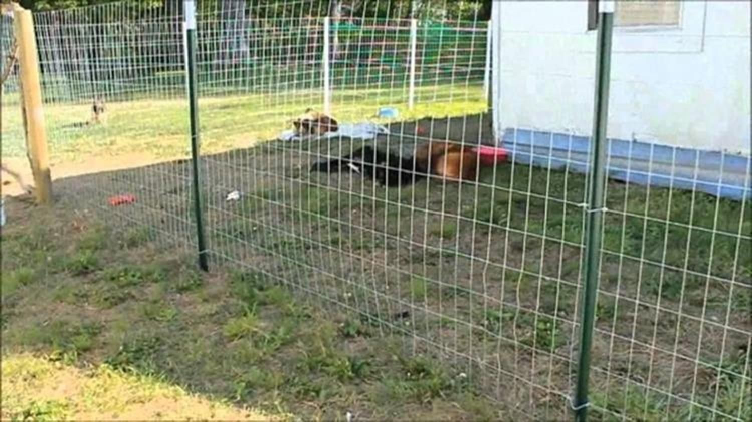 DIY Fencing For Dogs
 20 Inexpensive Temporary Fencing Ideas for Your Home 1 in