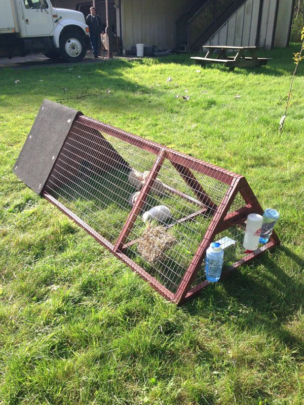 DIY Guinea Pig Cage Plans
 25 Free Rabbit Hutch Plans You Can DIY Within A Weekend