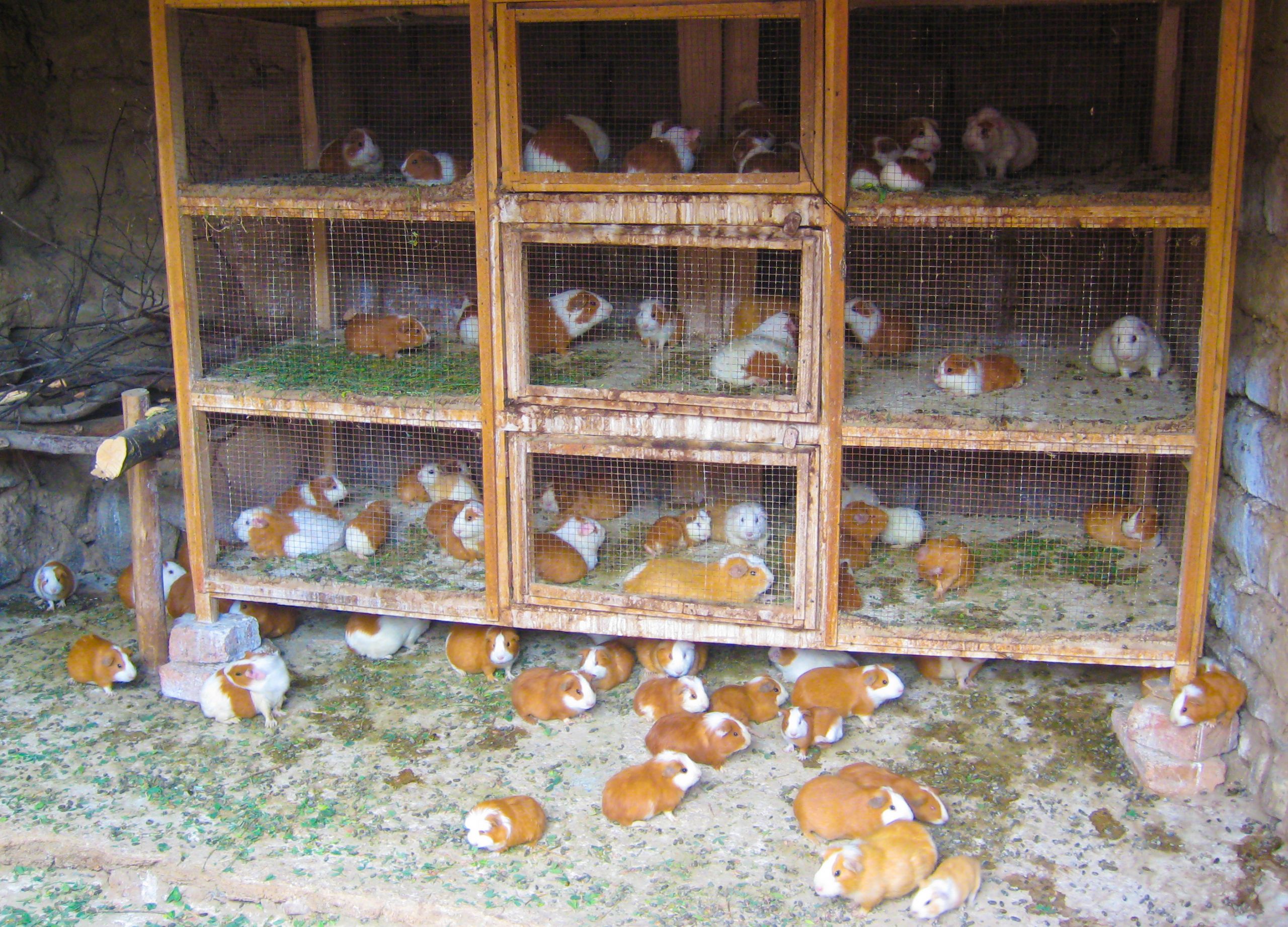 DIY Guinea Pig Cage Plans
 happy living