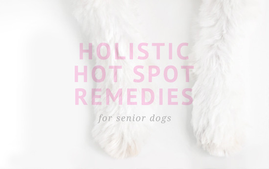 DIY Hot Spot Treatment For Dogs
 Dog Hotspot Home Remedy Listerine Homemade Ftempo