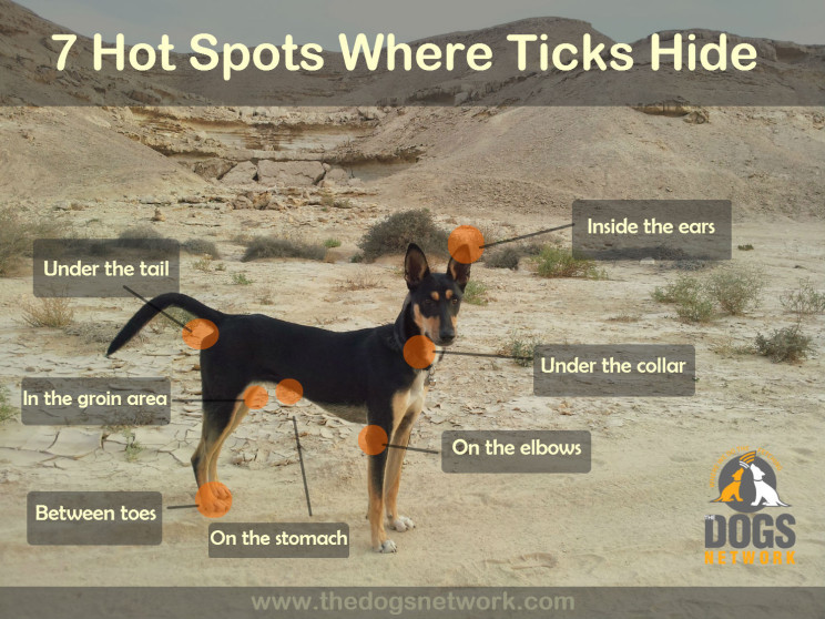 DIY Hot Spot Treatment For Dogs
 7 Hot Spots Ticks Hide The Dogs Network