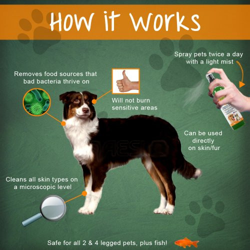 DIY Hot Spot Treatment For Dogs
 Homemade Spray For Dogs Dry Skin Homemade Ftempo