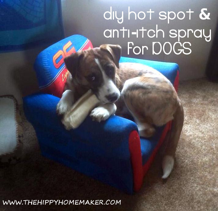 DIY Hot Spot Treatment For Dogs
 Natural Healing Hot Spot & Anti Itch Spray For DOGS The