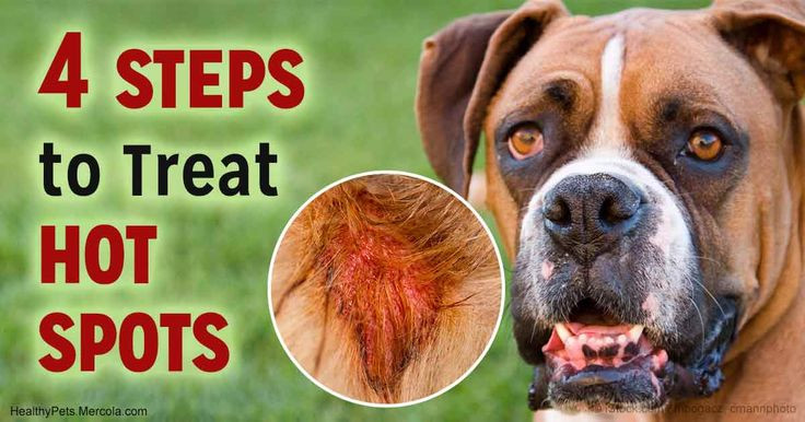 DIY Hot Spot Treatment For Dogs
 Best 25 Dog hot spots ideas on Pinterest