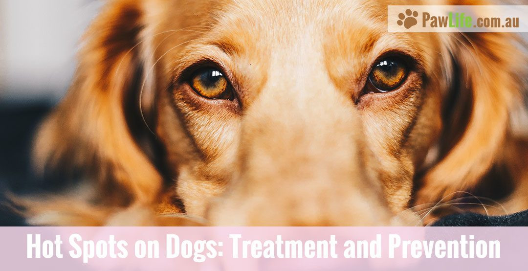 DIY Hot Spot Treatment For Dogs
 Hot Spots on Dogs Treatment and Prevention Paw Life