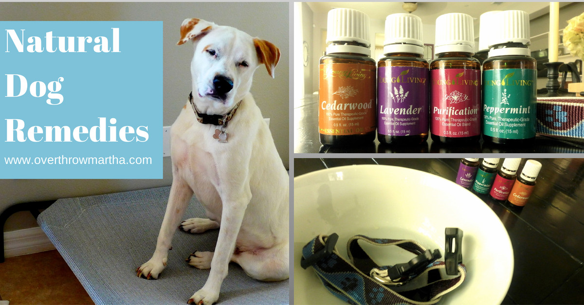 DIY Hot Spot Treatment For Dogs
 How to use essential oils for dogs to create recipes like