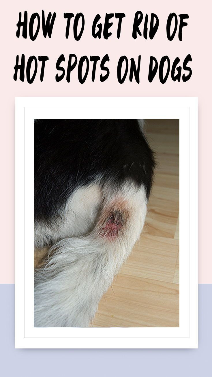 DIY Hot Spot Treatment For Dogs
 How To Get Rid of Hot Spots Dogs Dogs