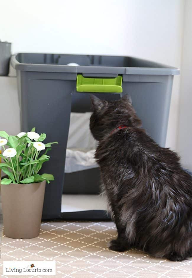 DIY Kitty Litter
 DIY Cat Litter Box Holder