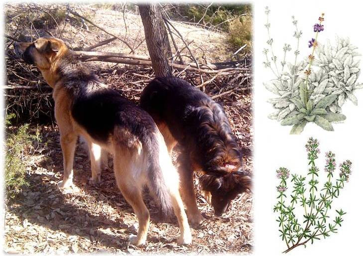 DIY Mosquito Repellent For Dogs
 Ottawa Valley Dog Whisperer DIY Natural Herbal Flea