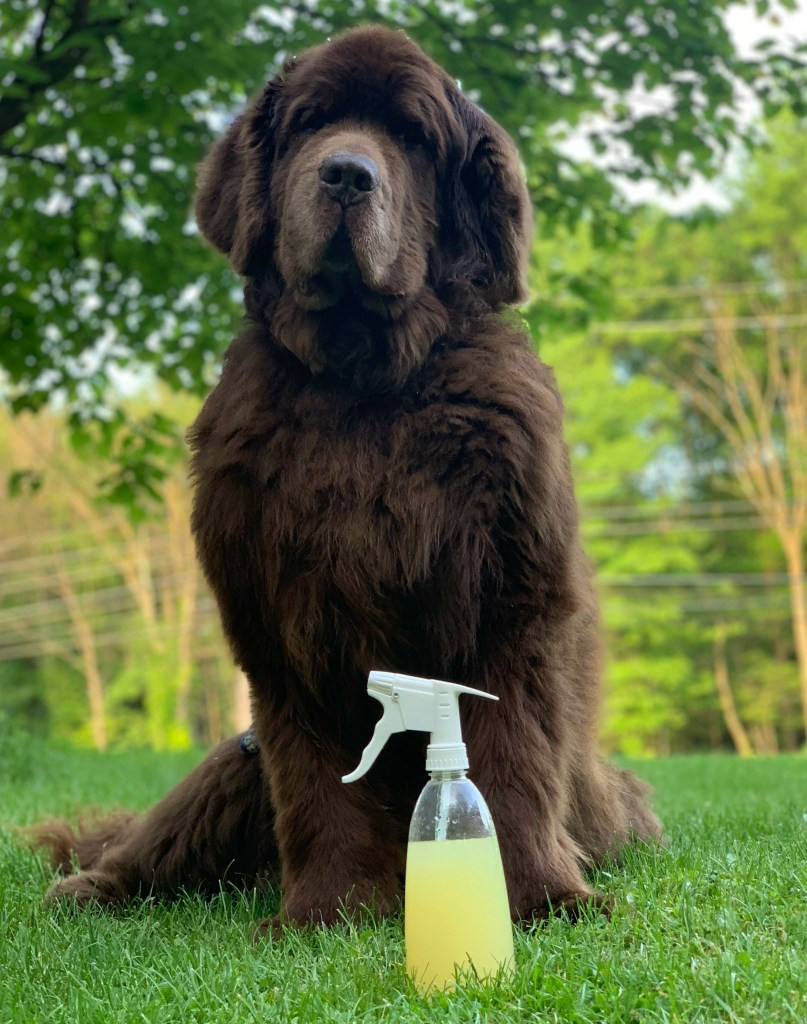 DIY Mosquito Repellent For Dogs
 Homemade Lemon Mosquito Repellent For Dogs – BLOGGY DOG
