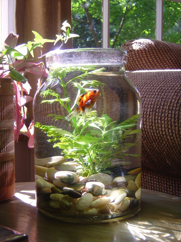 DIY Outdoor Aquarium
 30 Surprising Indoor Water Garden Ideas