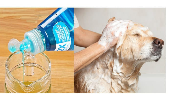 Dog Dry Shampoo DIY
 3 DIY Homemade Dog Shampoo Recipes for a Shiny Glossy