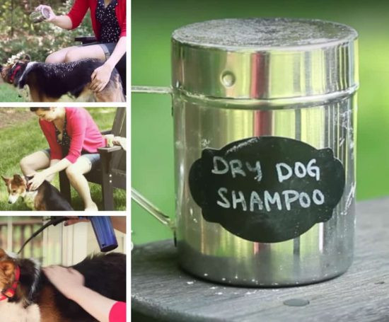 Dog Dry Shampoo DIY
 Dry Dog Shampoo Homemade Recipe Video Tutorial
