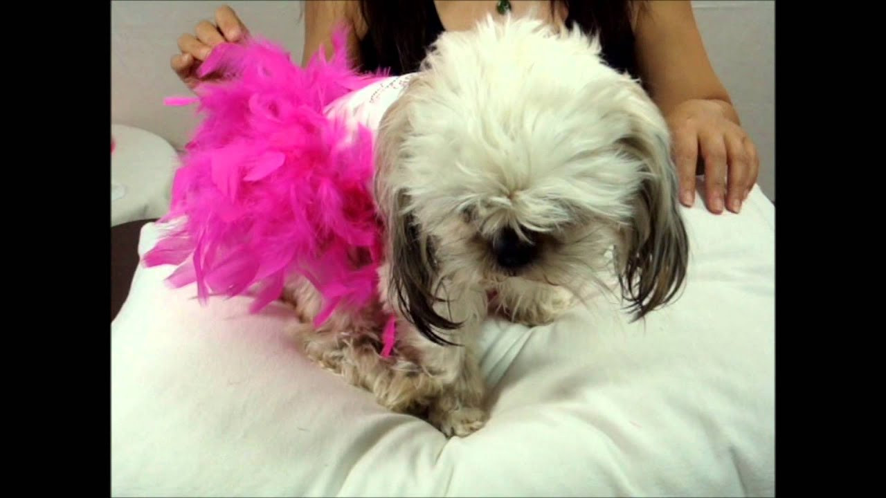 Dog Tutu DIY
 How to Make Easy Pink Dog Clothes DIY CUTE Tutu