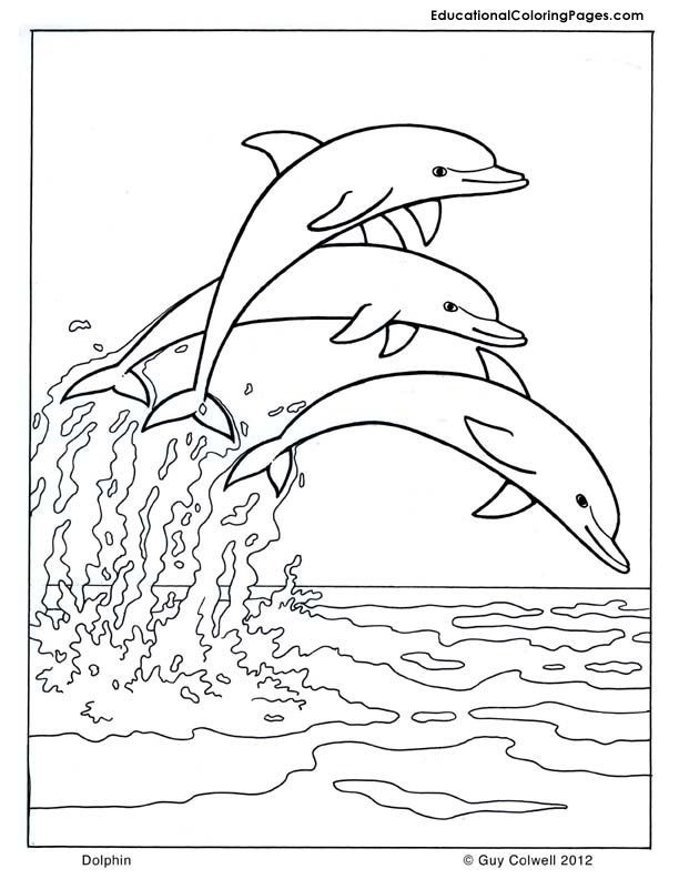Dolphin Coloring Pages For Kids
 Dolphin coloring dolphin images free printable dolphin