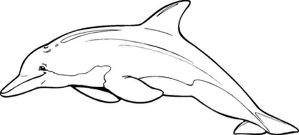 Dolphin Coloring Pages Printable
 free printable miami dolphins coloring pages