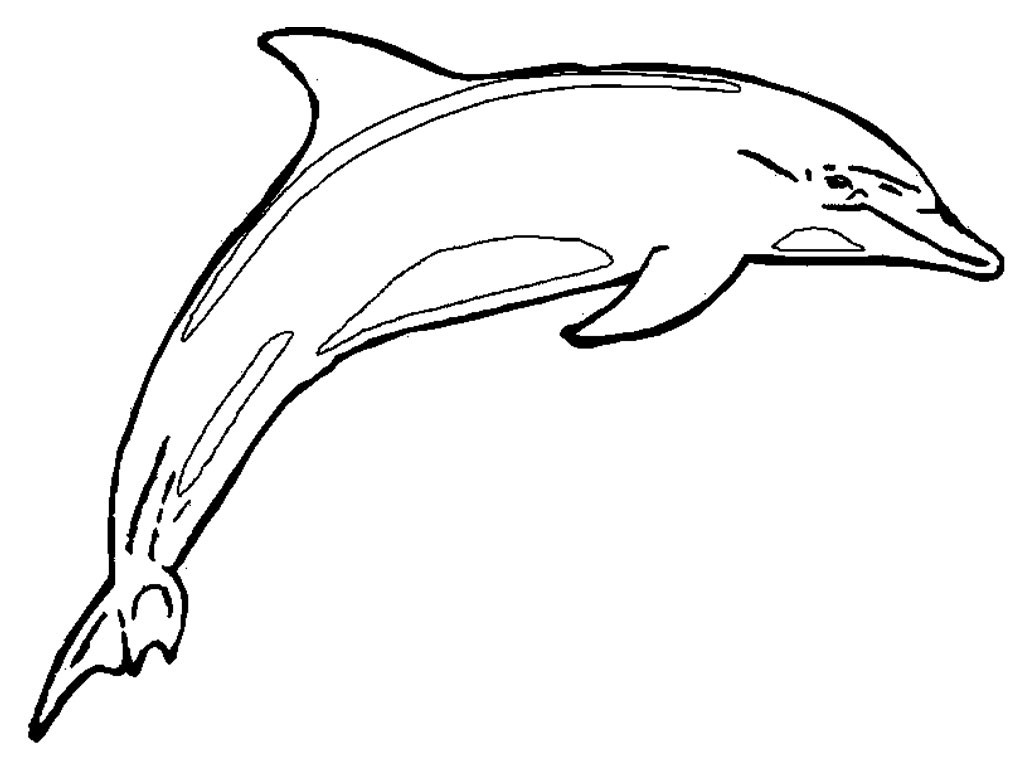 Dolphin Printable Coloring Pages
 Free Printable Dolphin Coloring Pages For Kids
