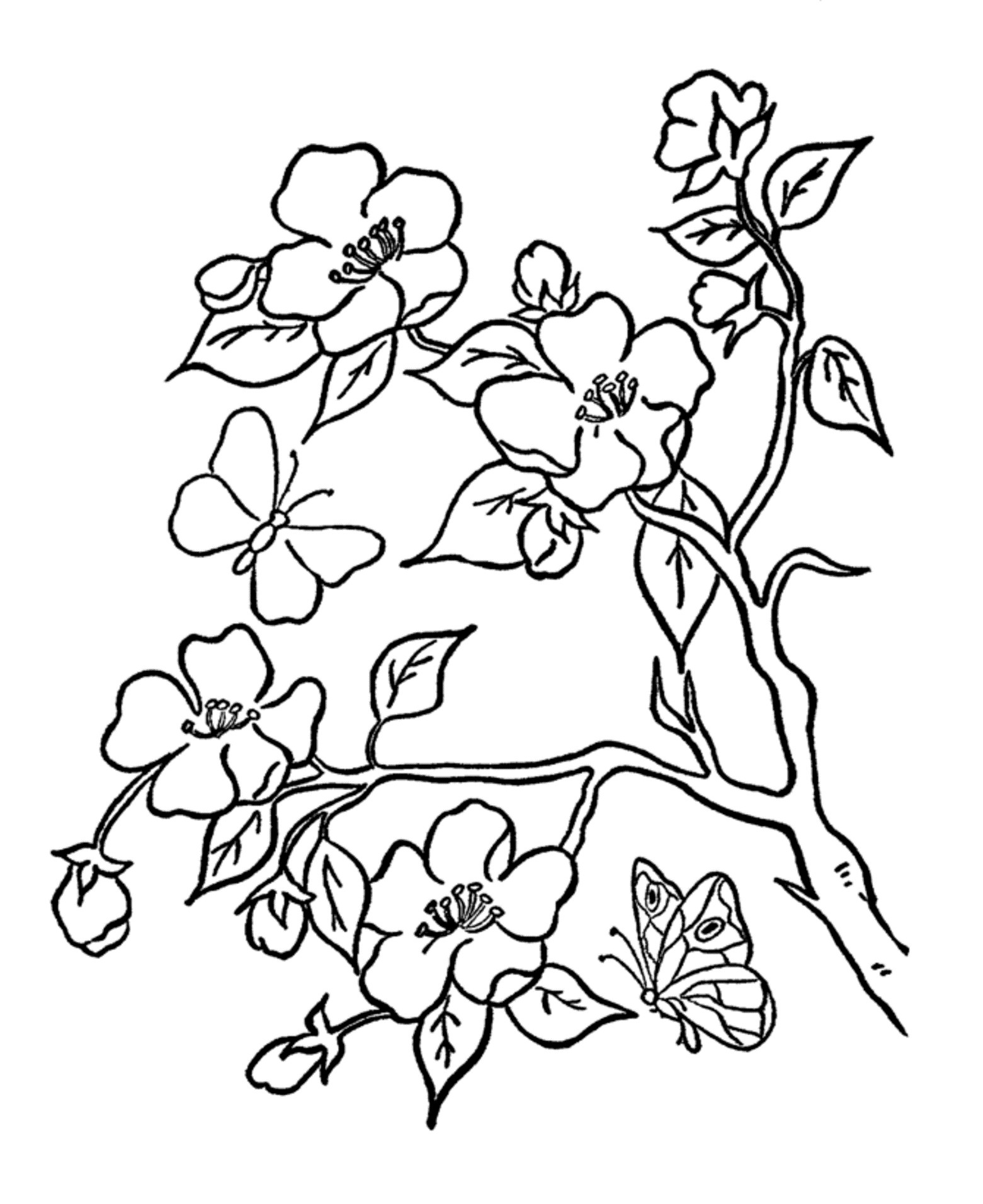 Free Flower Coloring Pages For Kids
 Цветя за оцветяване – mama dnes