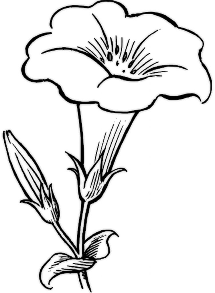 Free Printable Flower Coloring Pages
 Free Printable Flower Coloring Pages For Kids Best