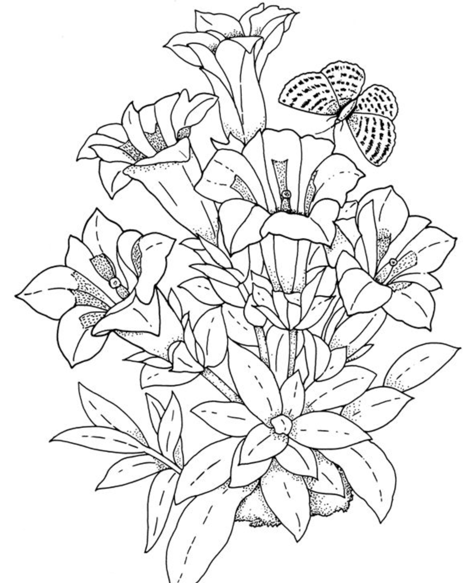 Free Printable Flower Coloring Pages
 Realistic Flowers Coloring Pages
