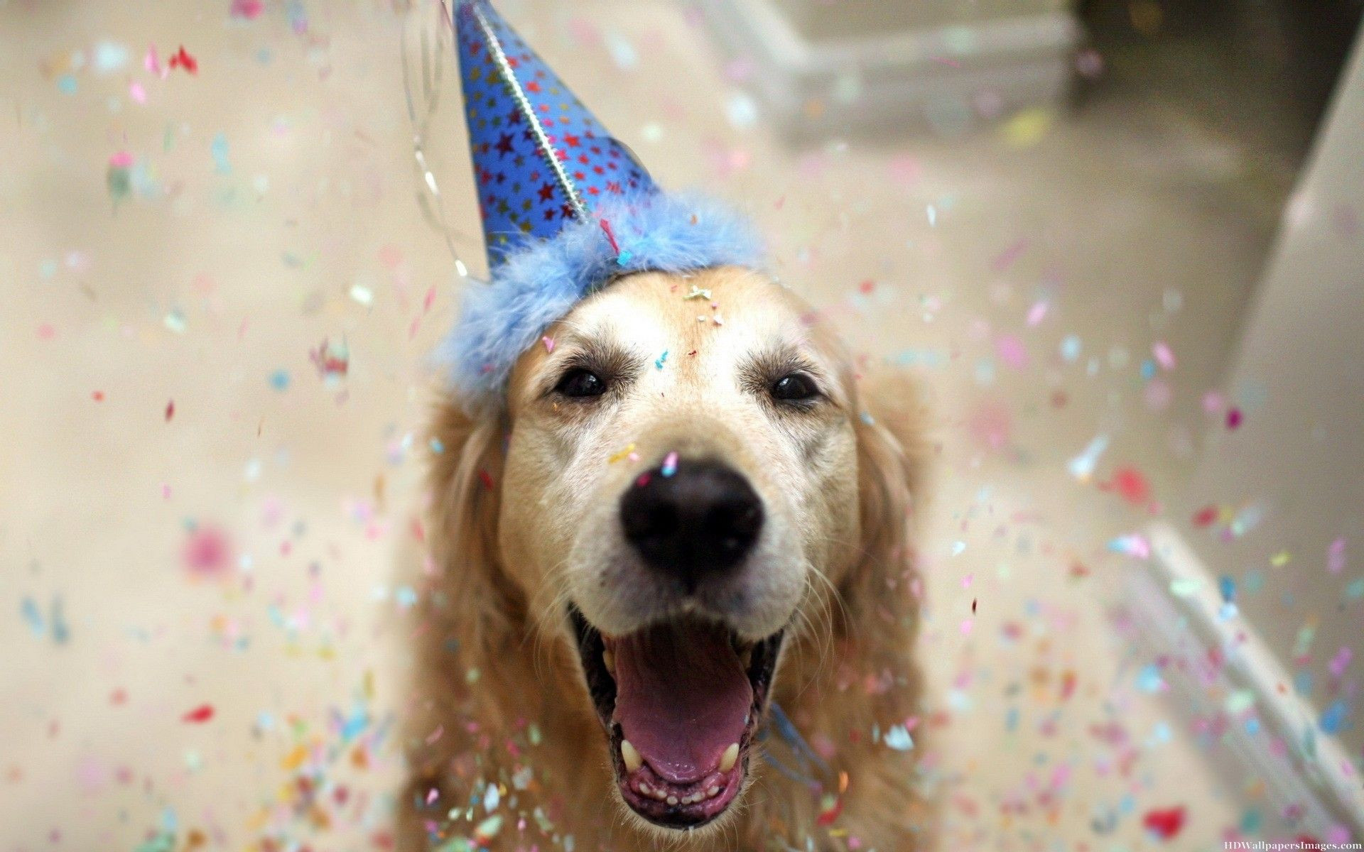 Funny Dog Birthday Wishes
 Happy Birthday Animal Dog Funny